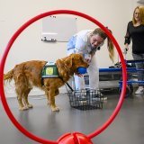 Les patients bénéficiant de la présence d’Indra sont choisis par l’équipe interdisciplinaire et ce choix est validé par le médecin, selon les objectifs recherchés et les intérêts de la personne prise en charge. KEYSTONE/JEAN-CHRISTOPHE BOTT